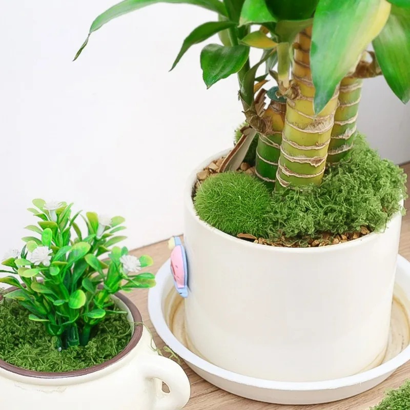 30/300G Artificial Realistic M - Terrarium Moss Art review and price